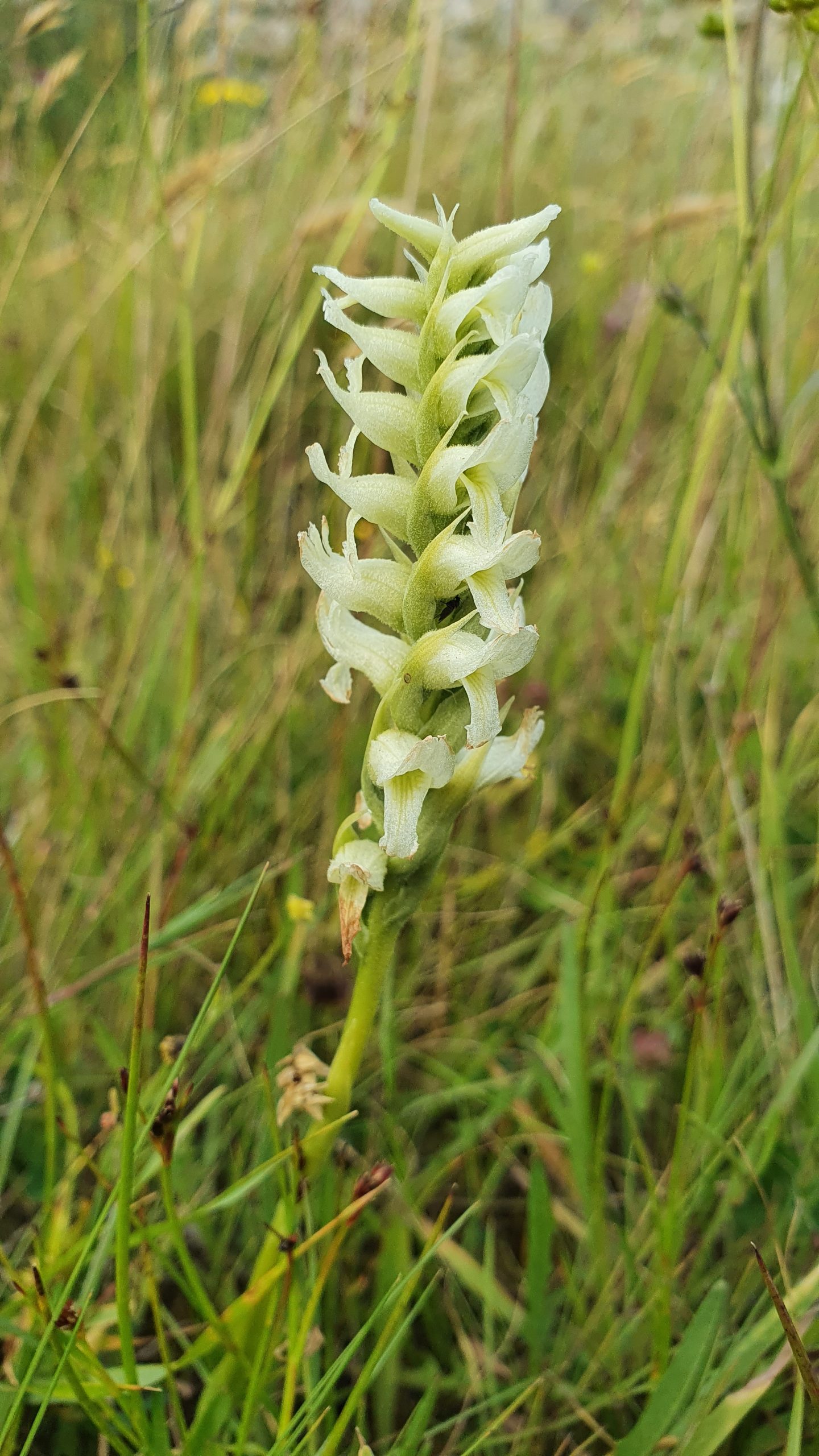 Survey Successes: Snakes and Lady’s Tresses