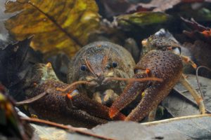 close up of crayfish showing face, and claws